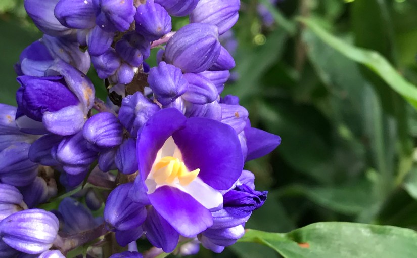 Chicago Botanical Gardens