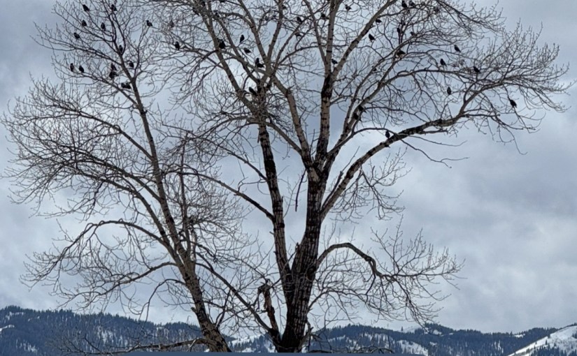 A Coaching Tree & Board of&nbsp;Advisors